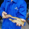 捕蛇