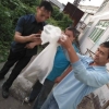 捕蛇