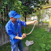 蛇患防控